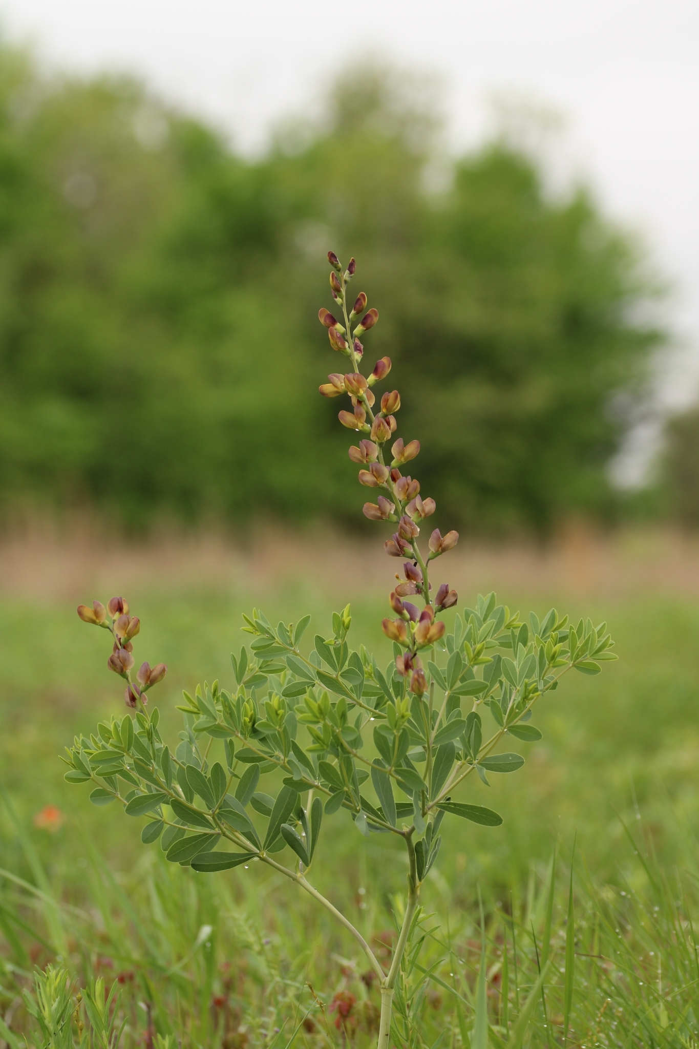 Baptisia X variicolor