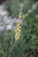 Onobrychis cyri
