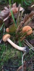 Agaricales