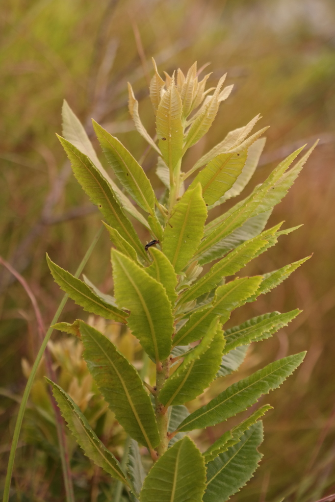 Chimanimani Waxberry