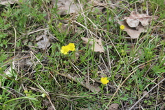 Ranunculus pedatus