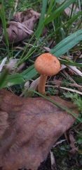 Agaricales