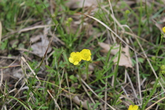 Ranunculus pedatus
