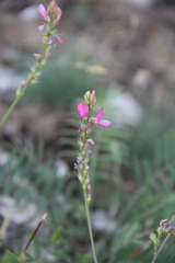 Onobrychis cyri