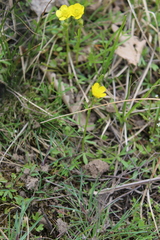 Ranunculus pedatus