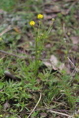 Ranunculus pedatus