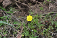 Ranunculus pedatus