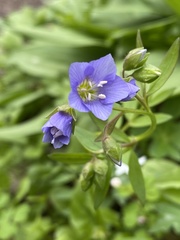 Polemonium reptans