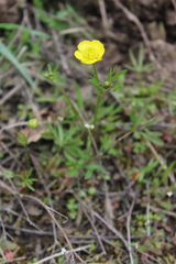 Ranunculus pedatus