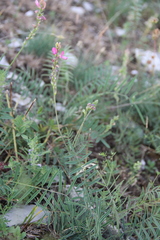 Onobrychis cyri
