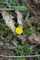 Ranunculus pedatus
