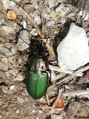 Poecilus kugelanni