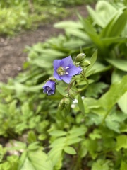 Polemonium reptans
