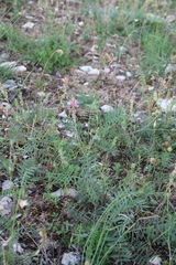 Onobrychis cyri
