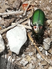 Poecilus kugelanni