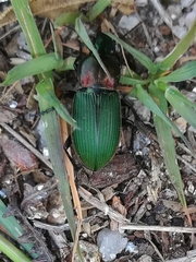 Poecilus kugelanni