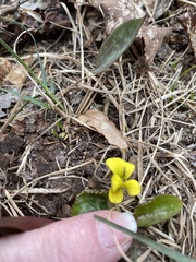 Viola rotundifolia