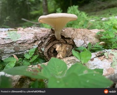Lentinus scleropus
