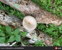 Lentinus scleropus
