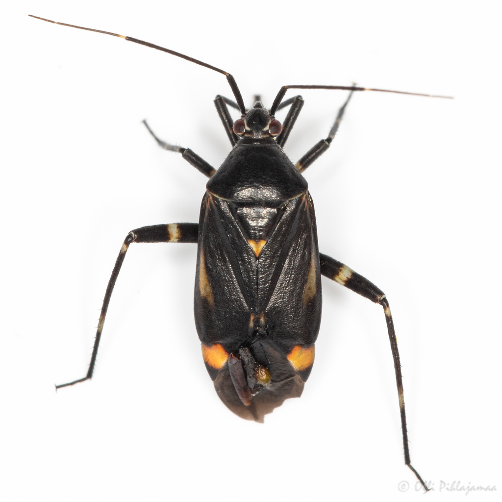 Closterotomus cinctipes