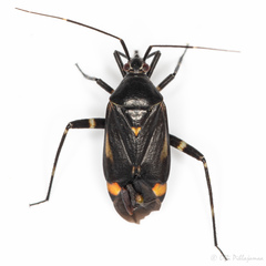 Closterotomus cinctipes