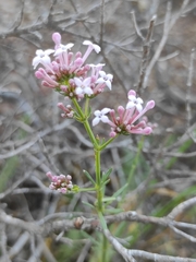 Asperula hirsuta