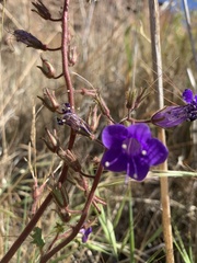 Phacelia campanularia