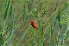 Euplectes hordeaceus