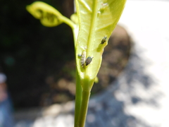 Aphis spiraecola