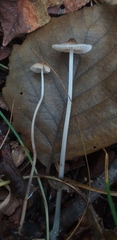 Fungi
