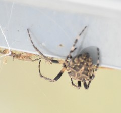 Larinioides sclopetarius