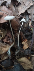 Fungi