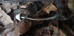 Fungi