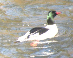 Mergus merganser