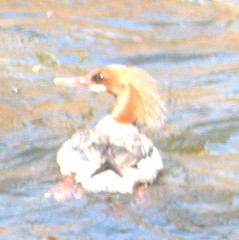 Mergus merganser