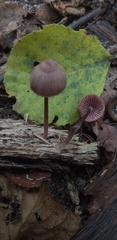 Fungi