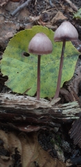 Fungi