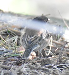 Junco hyemalis