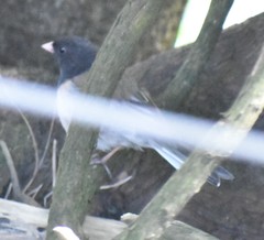 Junco hyemalis