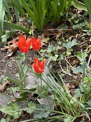 Tulipa