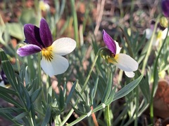 Viola hallii