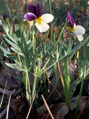Viola hallii