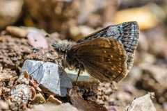Erynnis persius