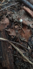 Fungi