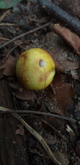 Fungi