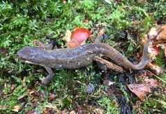 Lissotriton