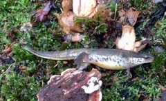 Lissotriton