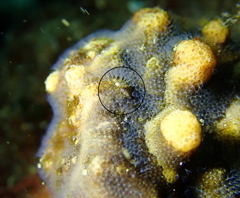 Antropora tincta