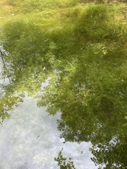 Hydrilla verticillata