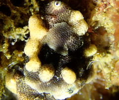 Antropora tincta